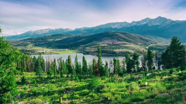 Colorado Forest