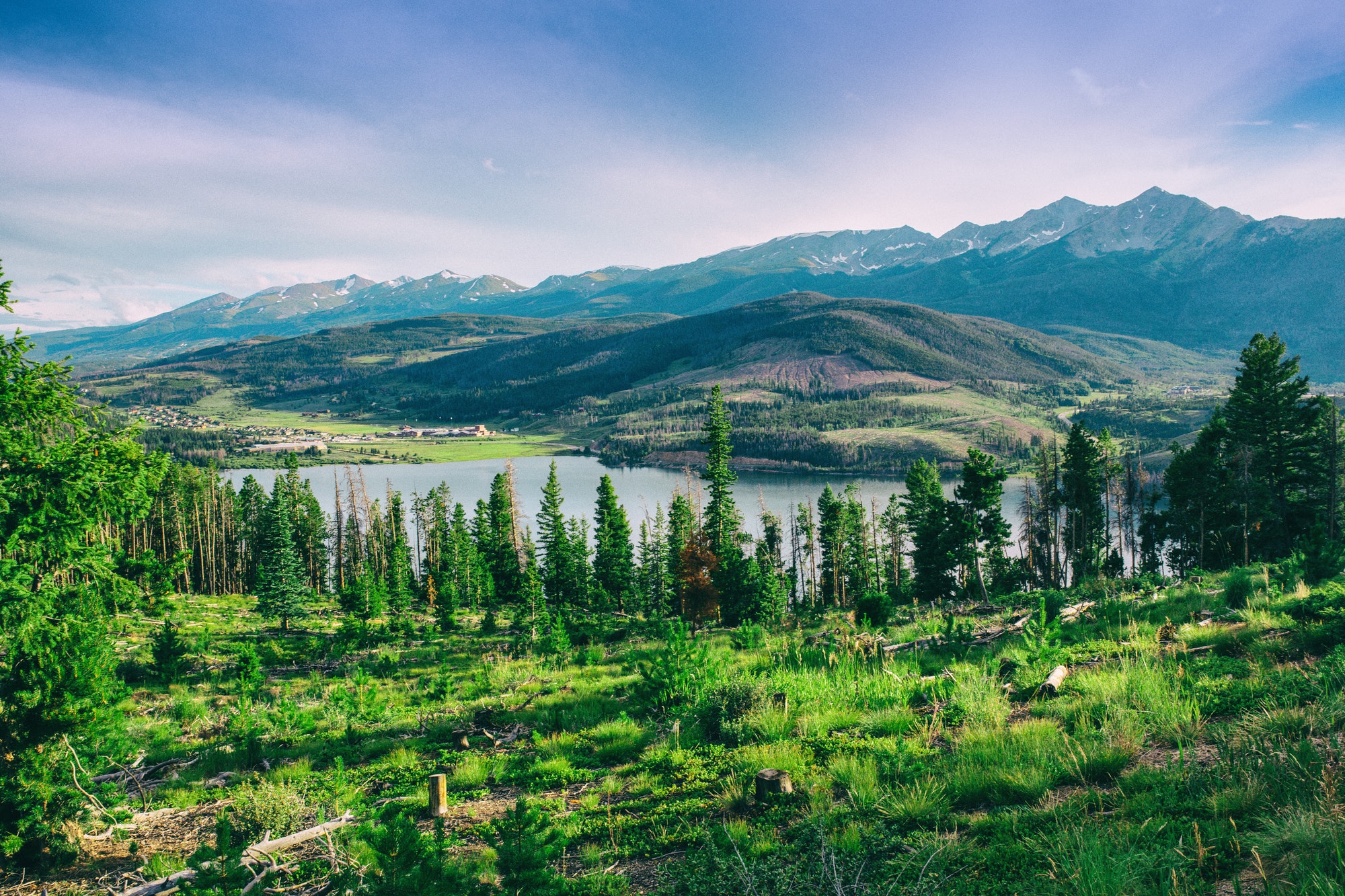 Colorado Forest